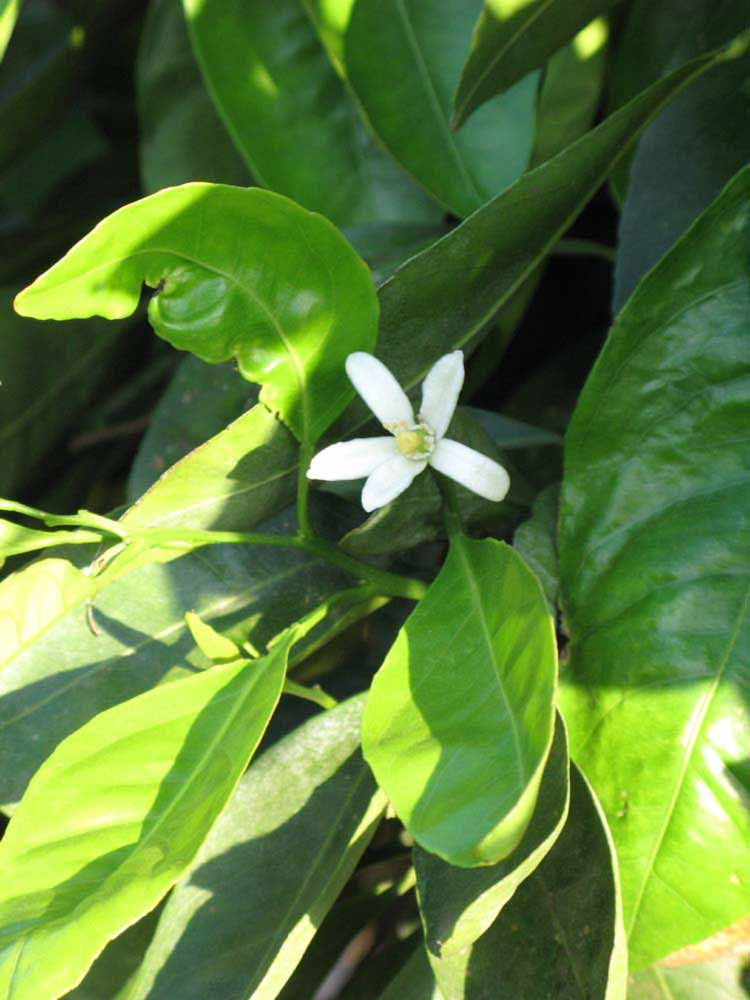              Flower (Riverside, CA)       